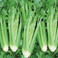 Celeri branche d'Elne Médicis (gamme maraicher)