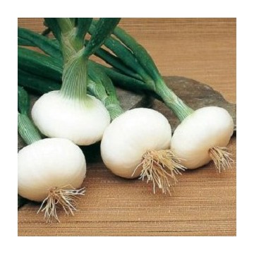 Oignons blancs Barletta