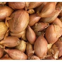 Echalotte allongée Longor