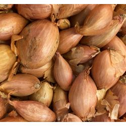 Echalotte allongée Longor