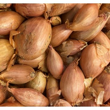 Echalotte allongée Longor