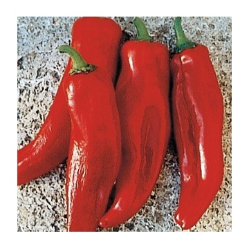 Piment Doux - Corno Di Toro Rouge