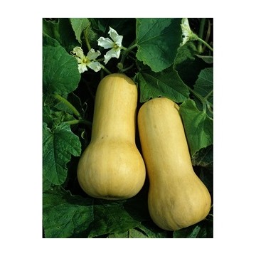 Courge Butternut Sibelle F1 