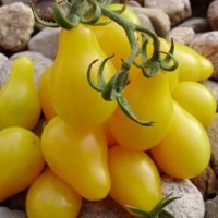 Tomates poires jaunes