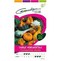 Courge Ornementale Coloquinte Variée GONDIAN