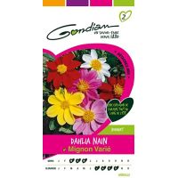 Dahlia Nain Mignon Varié GONDIAN