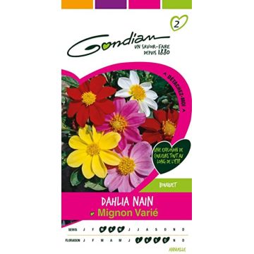 Dahlia Nain Mignon Varié GONDIAN