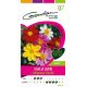 Dahlia Nain Mignon Varié GONDIAN