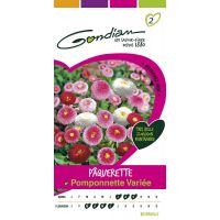 Pâquerette Pomponnette Variée GONDIAN