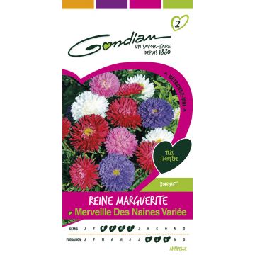 Reine Marguerite Merveille des Naines Variée GONDIAN