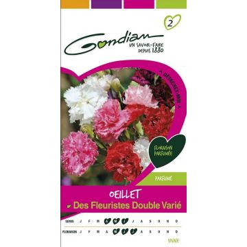 Oeillet des Fleuristes Double Varié GONDIAN