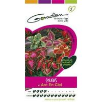 Coleus Arc en Ciel GONDIAN
