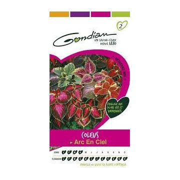Coleus Arc en Ciel GONDIAN