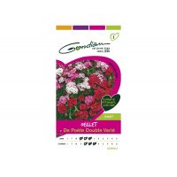 Oeillet de Poète Double Varié GONDIAN