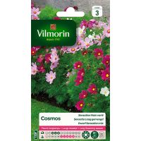 Cosmos Sensation Nain Varié VILMORIN