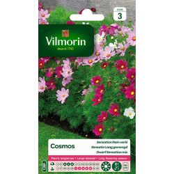 Cosmos Sensation Nain Varié VILMORIN