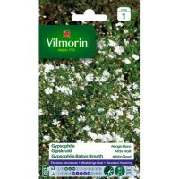Gypsophile Nuage Blanc VILMORIN