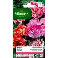 Godétia Fleurs d'Azalée Varié VILMORIN