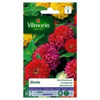 Zinnia Fleur Monstrueuse VILMORIN