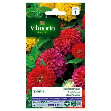 Zinnia Fleur Monstrueuse VILMORIN