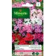 Phlox de Drummond à Grande Fleur Variée VILMORIN