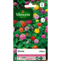 Zinnia Lilliput VILMORIN