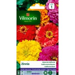 Zinnia Géant de Californie VILMORIN