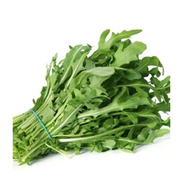 Roquette cultivée