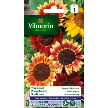 Tournesol Beauté d'Automne VILMORIN