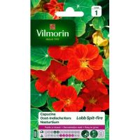 Capucine Lobb Spit-Fire VILMORIN