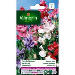Pois de Senteur Spencer Varié VILMORIN