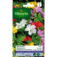 Belle de Nuit Variée VILMORIN
