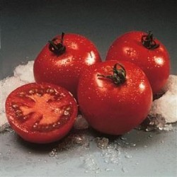 Tomate Cristal F1