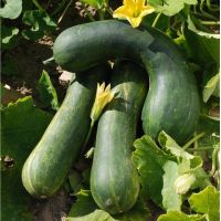 Courgette longue de Nice