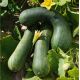 Courge longue de Nice