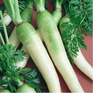 Carottes blanches à collet vert