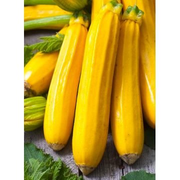 Courgette jaune Orelia F1