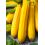 Courgette jaune Orelia F1