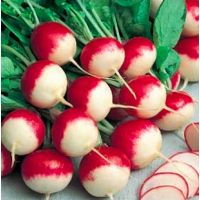 Radis ronds rouge bout blanc Gaudry
