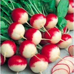 Radis ronds rouge bout blanc Gaudry
