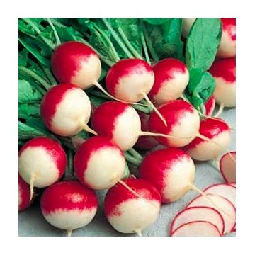 Radis ronds rouge bout blanc Gaudry