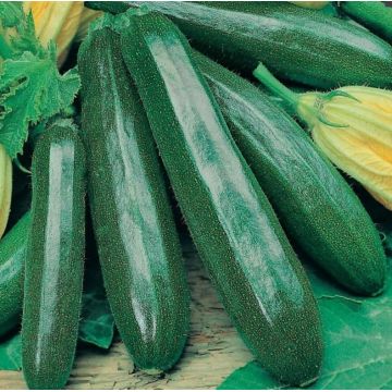 Courgette Black Beauty BIO