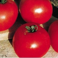 Tomate Gloriette F1