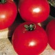 Tomate Gloriette F1