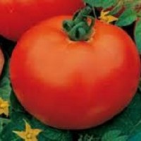 Tomate Montfavet 63/5 F1