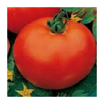 Tomate Montfavet 63/5 F1