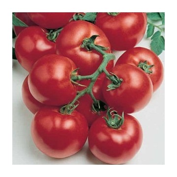 Tomate Premio F1