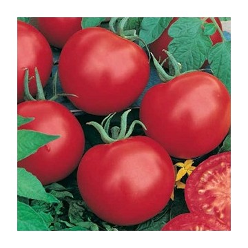 Graines de Tomate Fandango Hyb F1