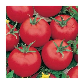 Tomate Tresor F1