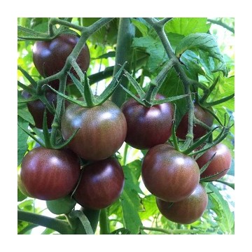 Tomates Black cherry type cerise noire